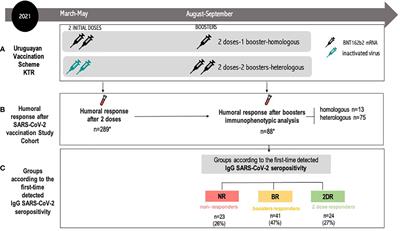 Low switched memory B cells are associated with no humoral response after SARS-CoV-2 vaccine boosters in kidney transplant recipients